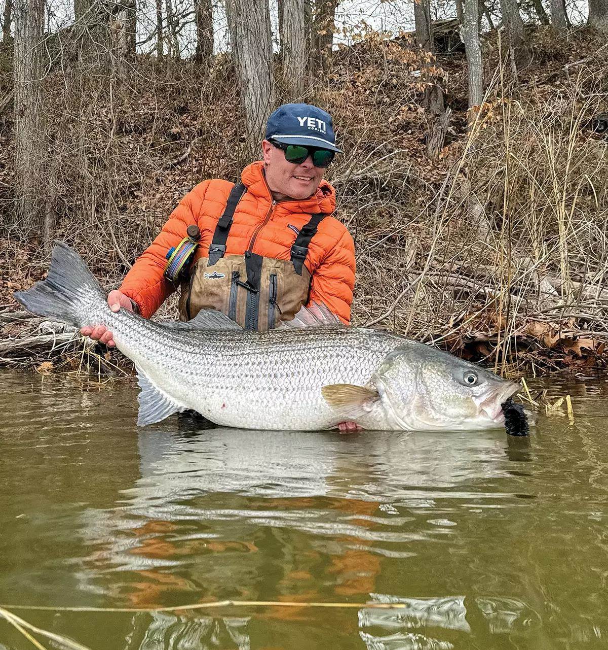 Angler posing with a large striped bass while standing in a river