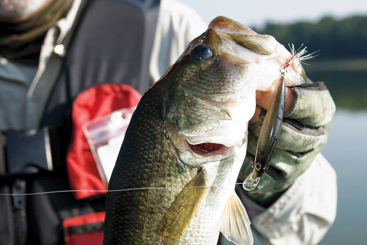 Jerks of All Trades: Hard and Soft Jerkbaits for Spring Bass