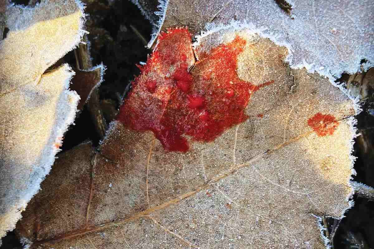 blood on leaf