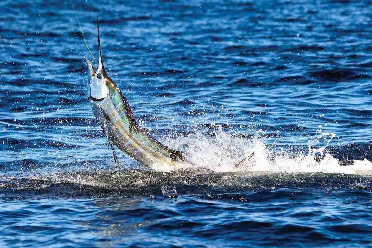 Blue sea and sky in a big game tuna fishing day Stock Photo by