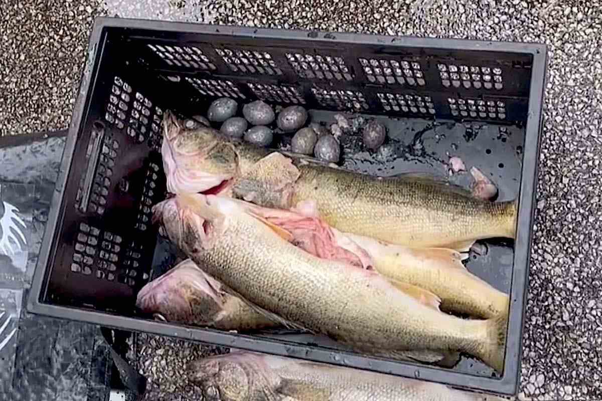 Convicted Walleye-Tournament Cheaters Get Jail Time, Fines