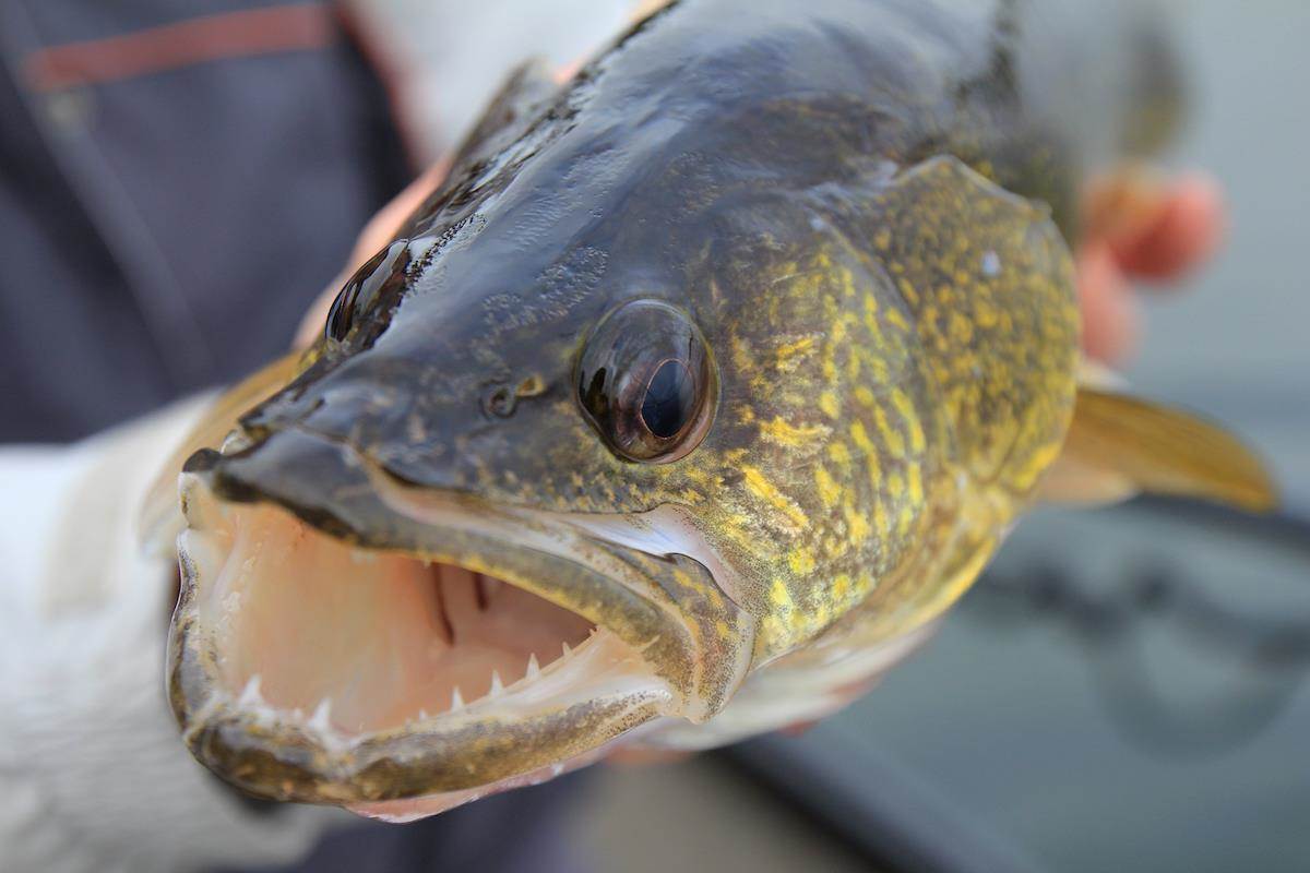 Trophy Walleyes at Lake Erie's Bay of Pigs