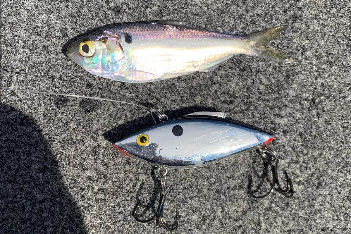 A Hammer Trap baits lies next to a baitfish for comparision.