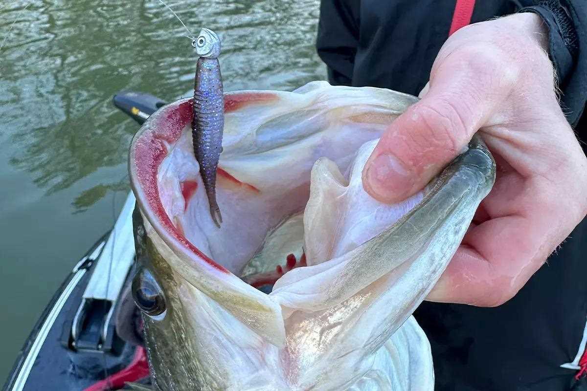 An angler holds a bass by its lips to remove a bait. 