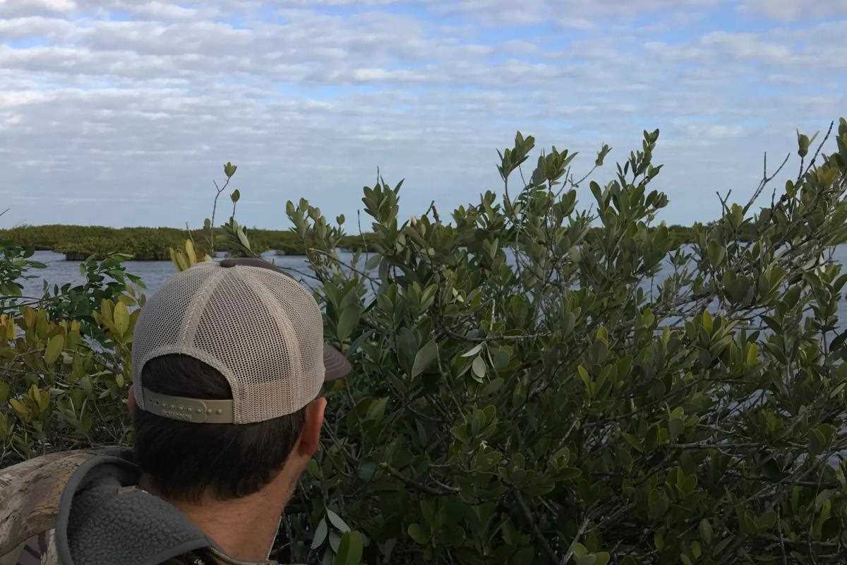 Duck hunter conceals himself behind mangrove tree