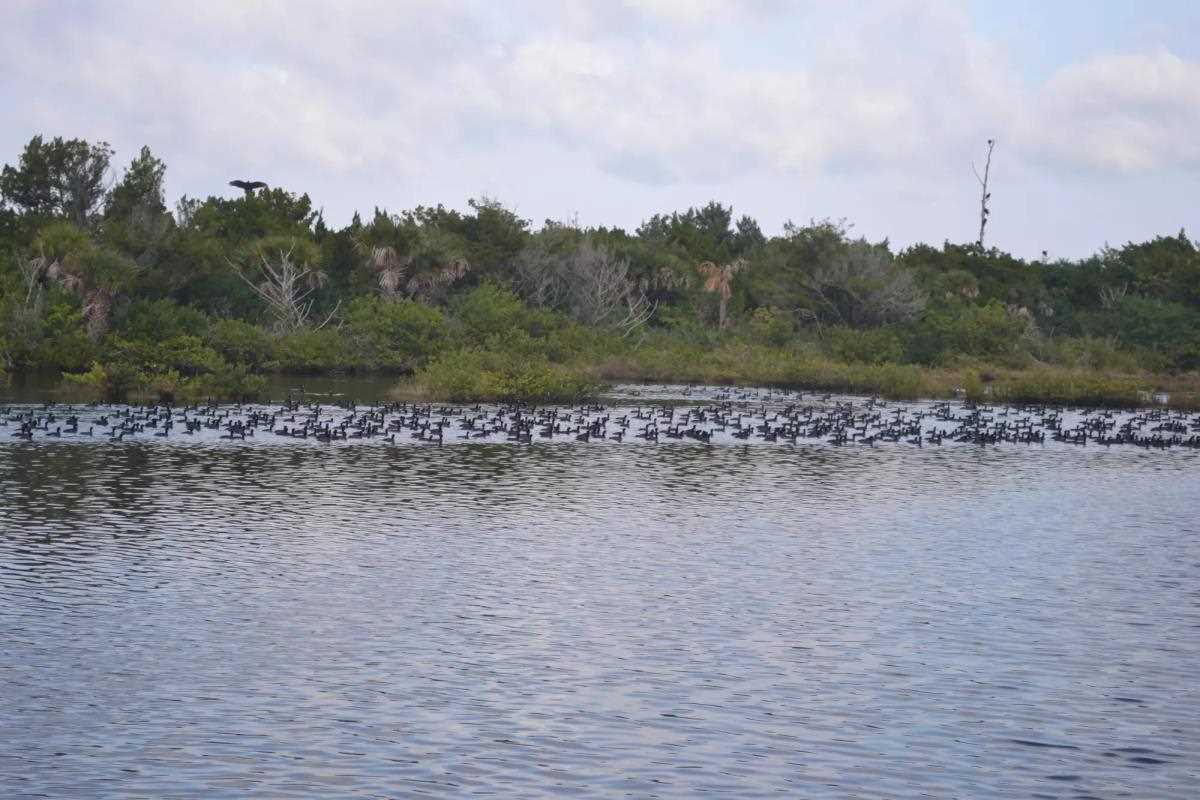 Large flock of coots on a Florida pond