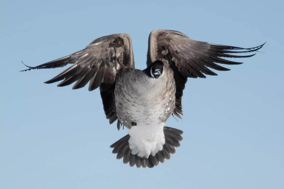 A lesser Canada goose.