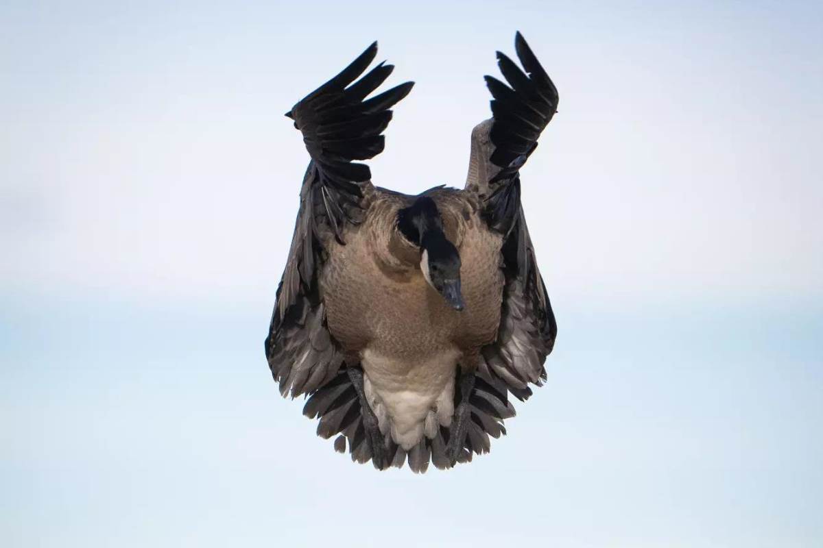 a Lesser Canada goose flying into the decoys.