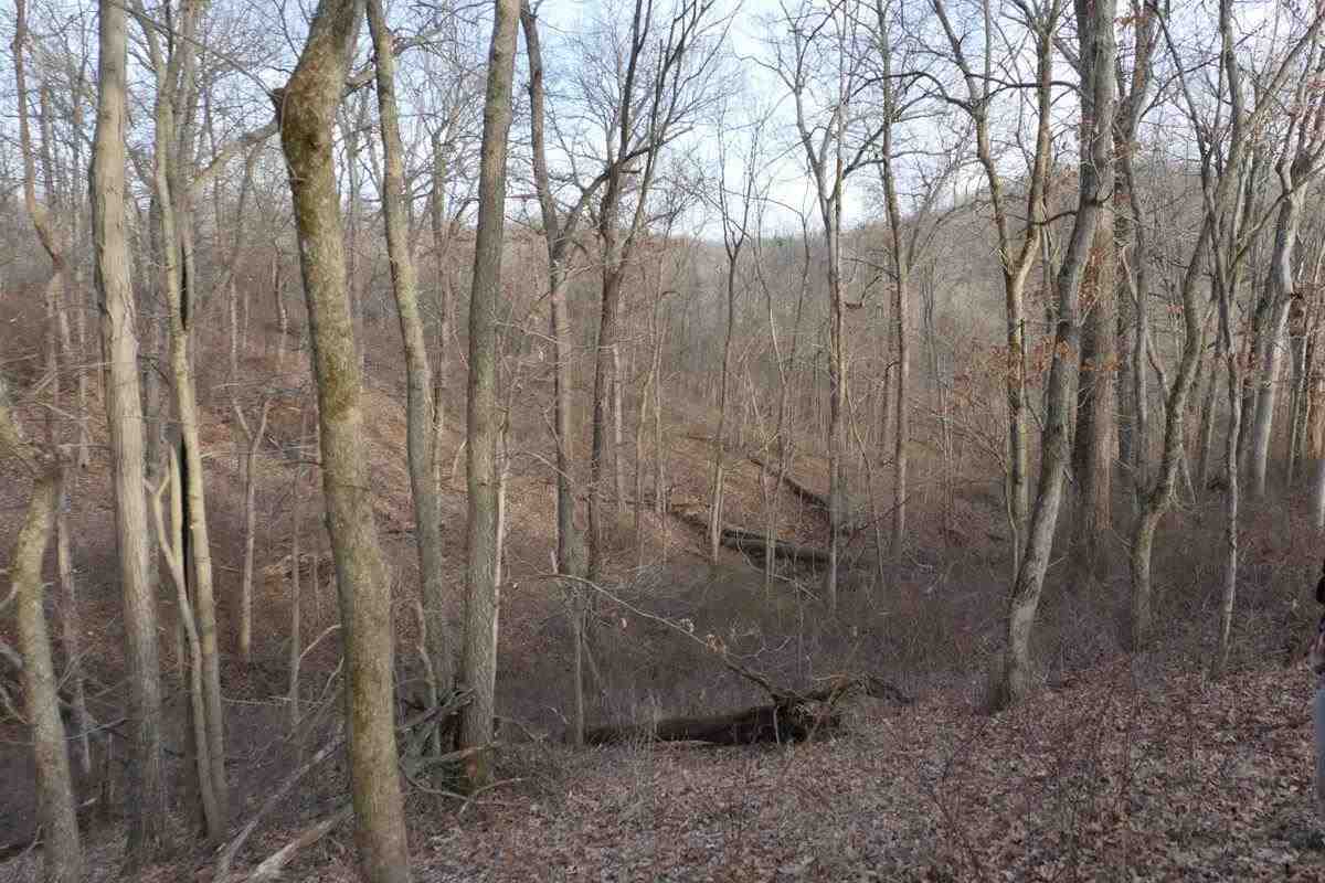 timber travel routes for deer 