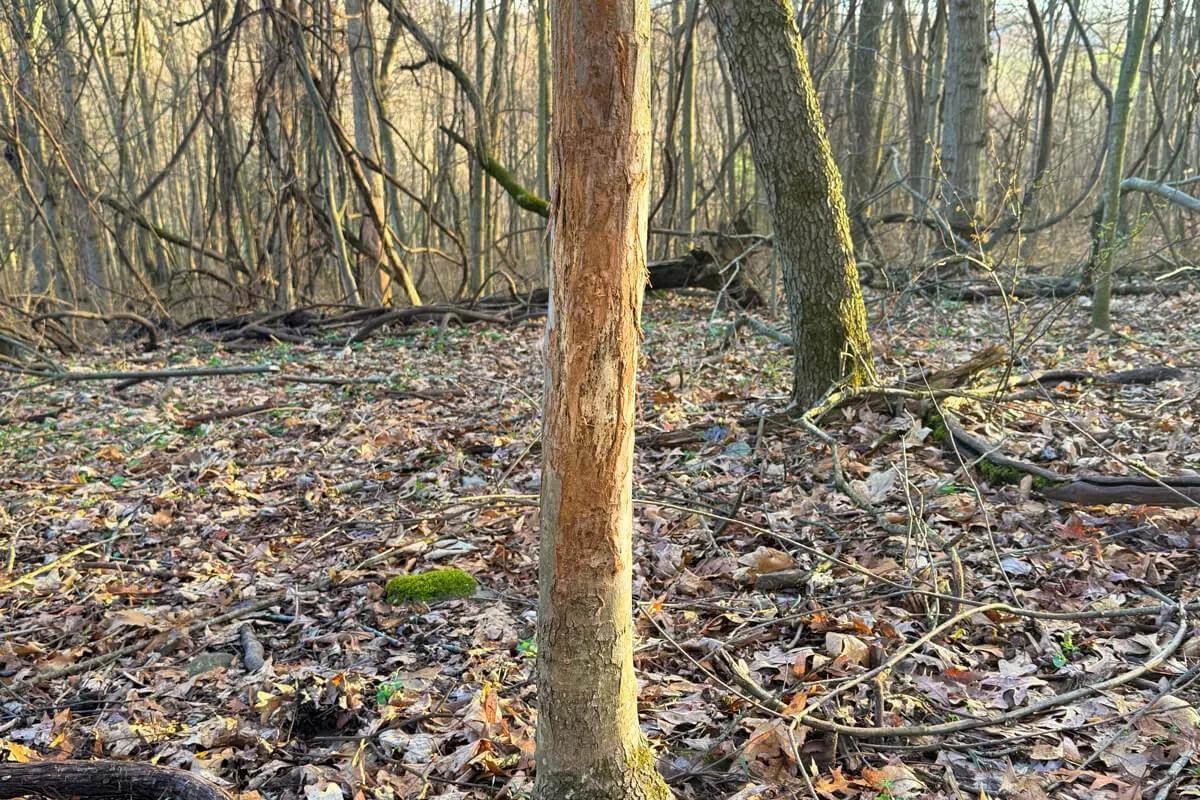 deer antler rub on tree