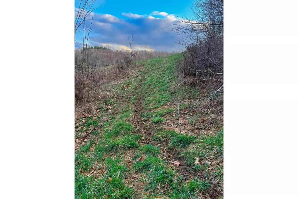 well-used whitetail deer trail