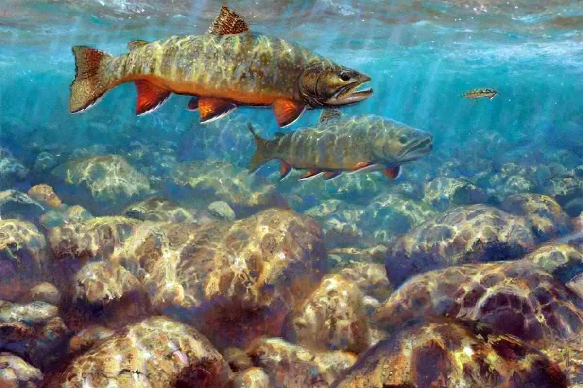 A painting of a two brook trout underwater racing to eat a streamer.