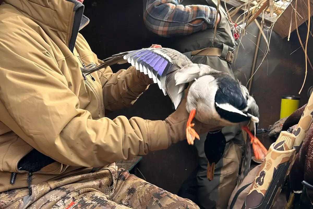 A Hunter holding a drake mallard.
