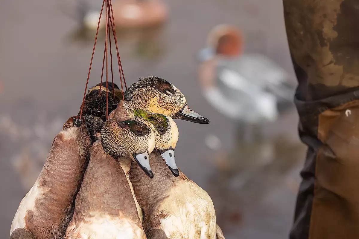 Five dead ducks hang from a duck strap.
