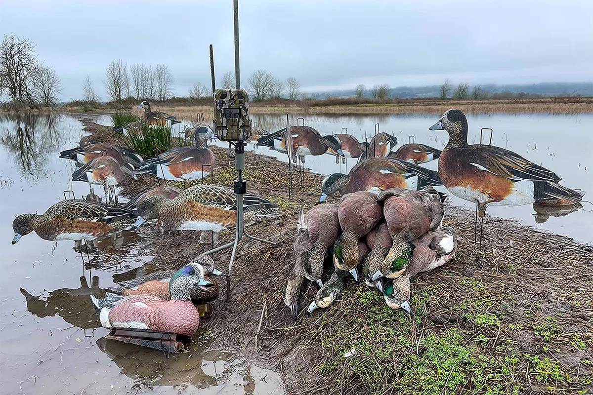 A pile of ducks with nearby decoys and a trail cam on a levee between two flooded fields. 