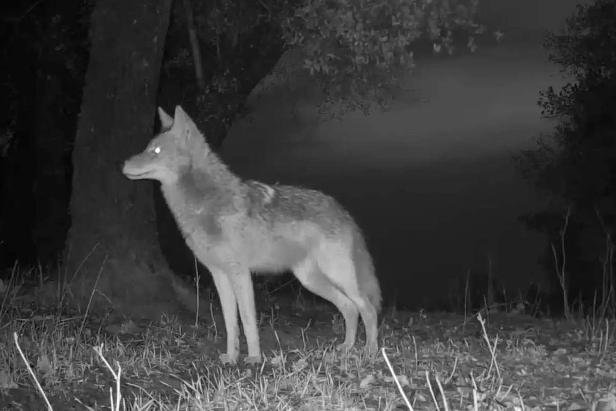 coyote on trail cam photo