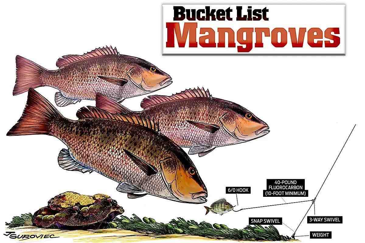 Drift-and-Drop Tactics to Catch the Biggest Mangrove Snapper