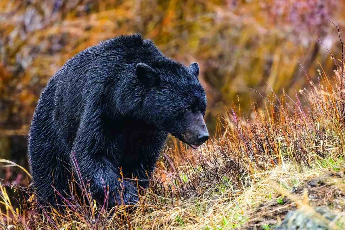 The Best Places To Hunt Black Bears in North America