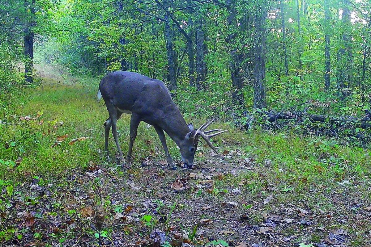 How To Manage Whitetails on Private Land: Part 2