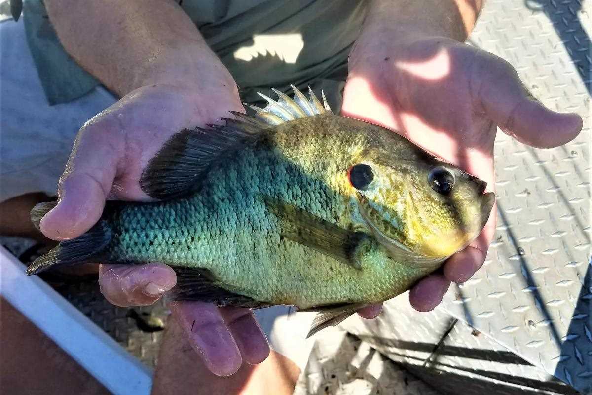 big-panfish-like-redears-stumpknockers-bluegill-and-others-like-this-one-from-lake-seminole-in-pinellas-county-are-terrific-sport-on-ultra-light-tackle