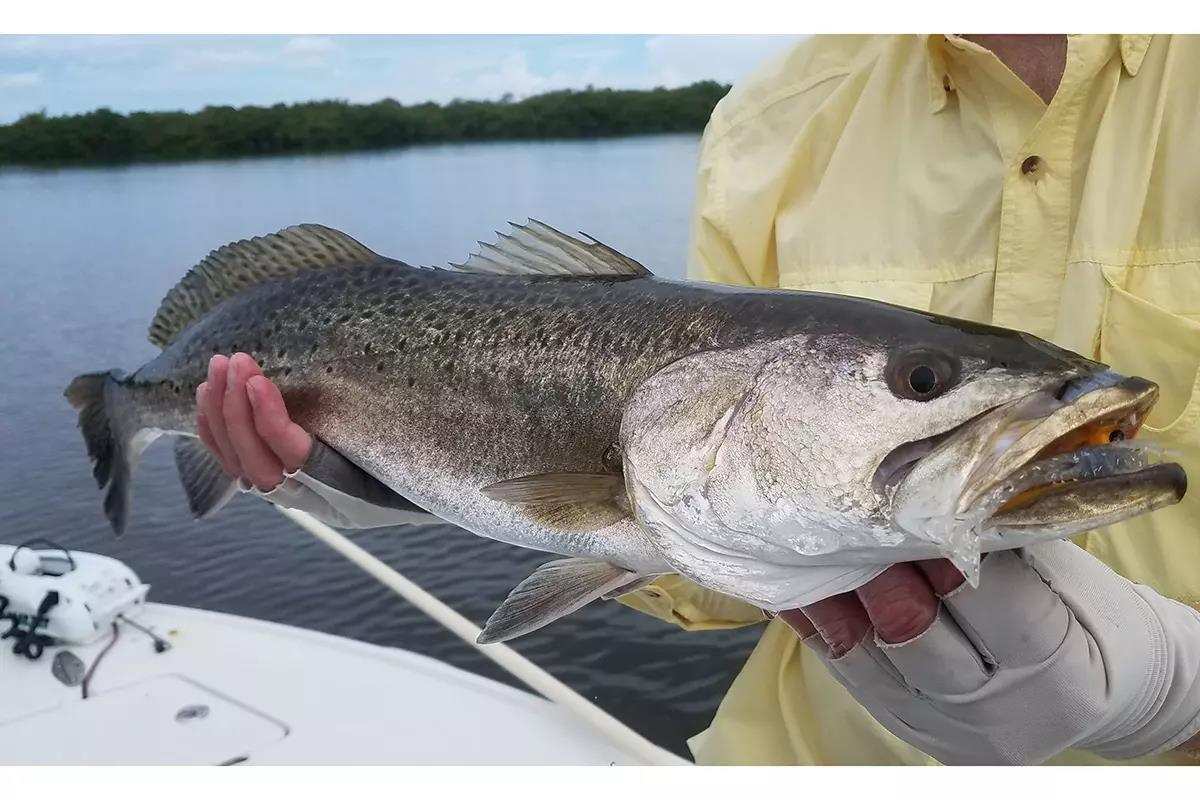 Trout Ray Markham West Central region