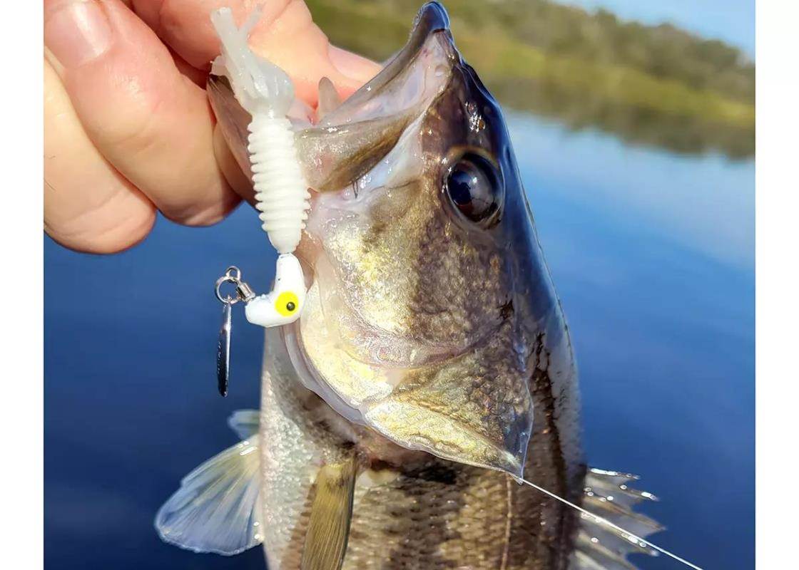 bass Tampa West Central Road Runner