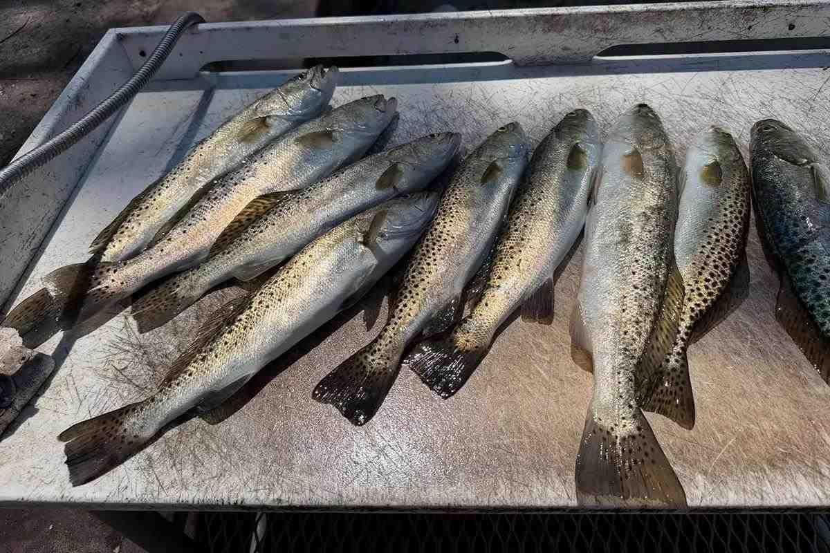 West Central Fishing Forecast - Aripeka, Tampa, & More - Florida Sportsman West Central Fishing Forecast - Aripeka, Tampa, & More - Florida Sportsman