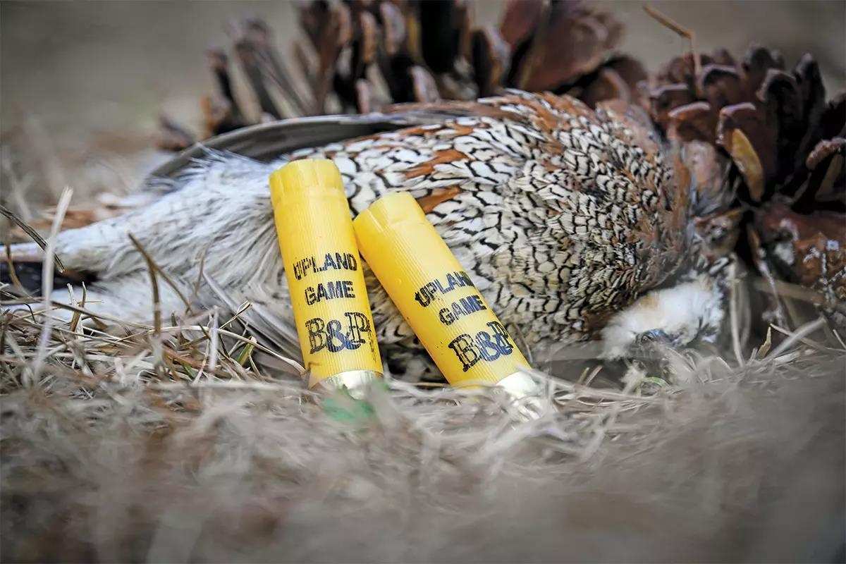 A quail lays on the ground with two yellow shotgun shells.