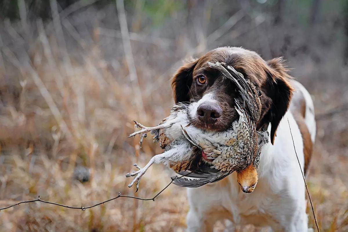A brown and white bird dog retrieves a quail in its mouth.