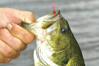 Jerks of All Trades: Hard and Soft Jerkbaits for Spring Bass