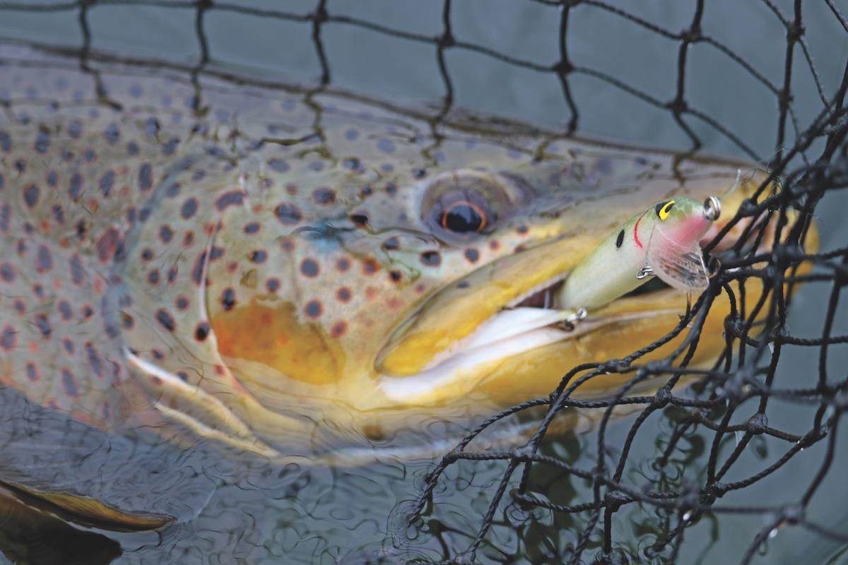 Minnow-Style Lure Tactics for Southern Trout