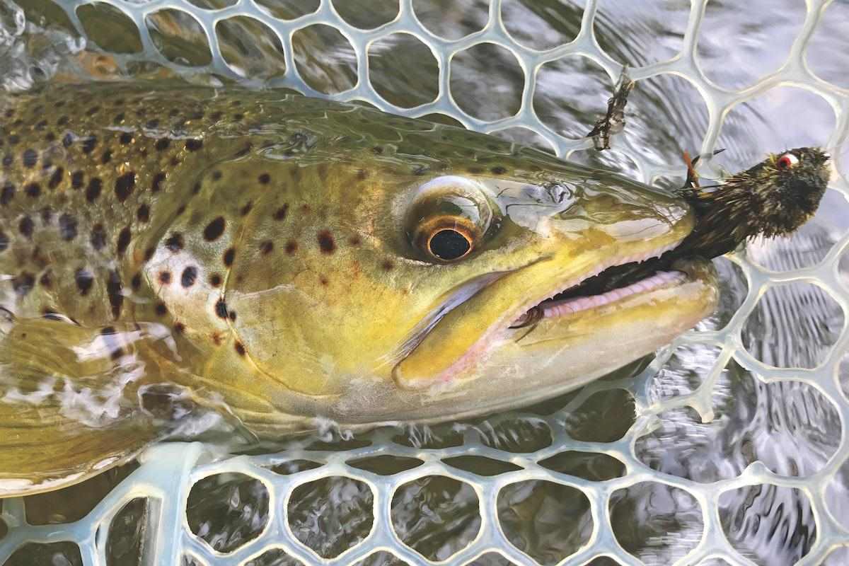 Minnow-Style Lure Tactics for Southern Trout - Game & Fish