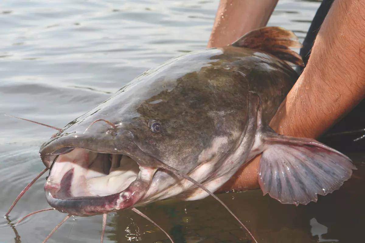 Missouri River Monsters: Trophy-Class Catfish in the Show Me State