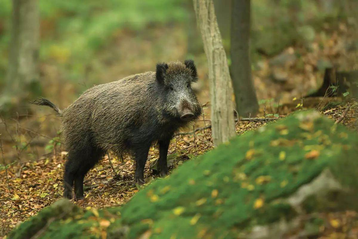 Moments of Truth: Tennessee Hog Hunting