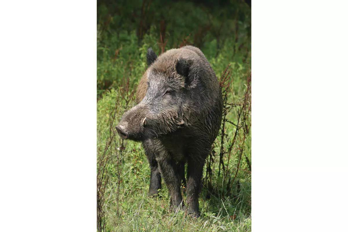 Gun Calibers 101 - Wild Boar Outdoors