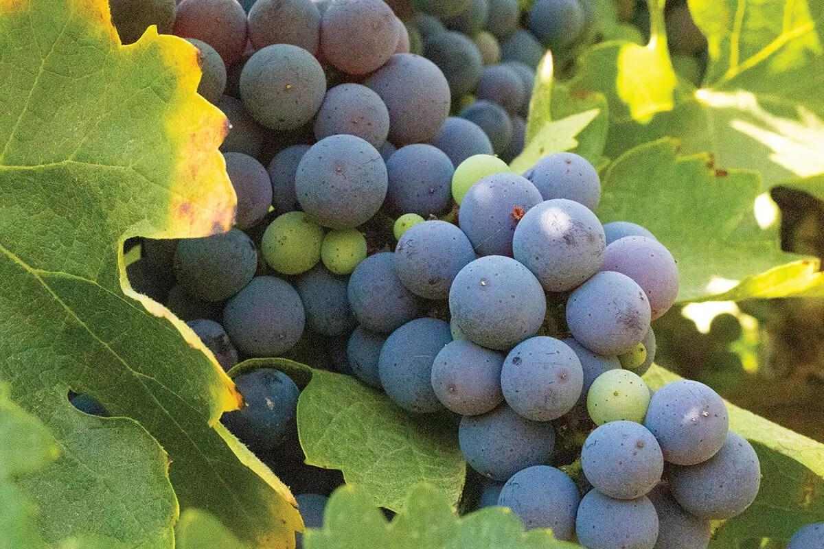 grapes