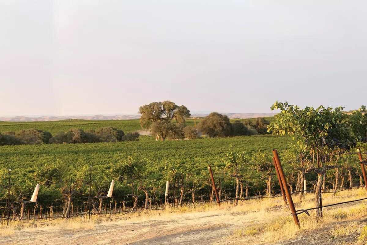 vineyard
