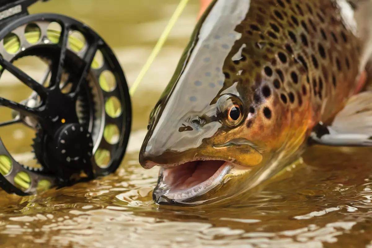 Muddy-Water Trout: Don't Let Runoff Run You Off