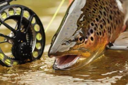 Minnow-Style Lure Tactics for Southern Trout - Game & Fish
