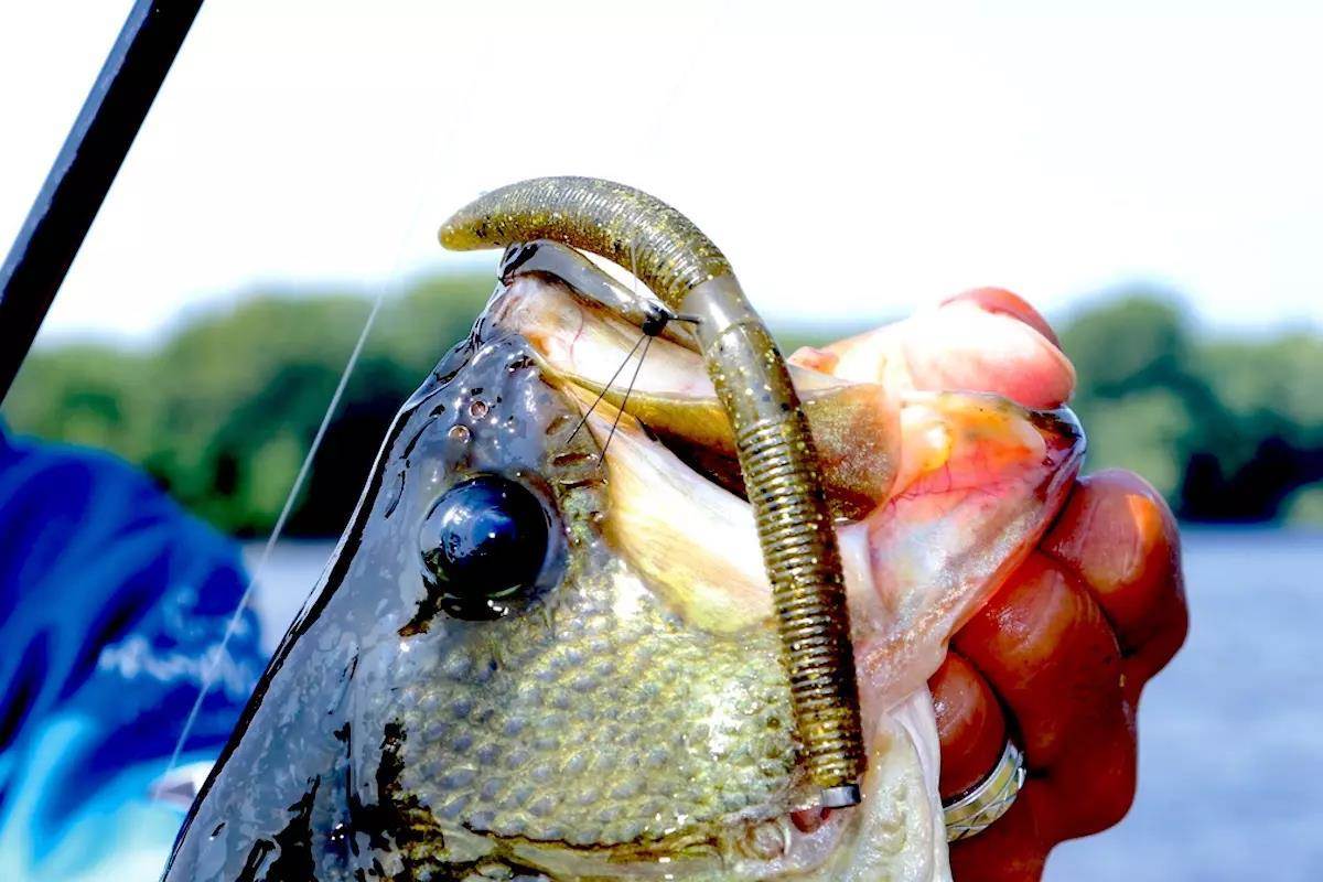 Senko Bass Fishing: 5 Different Ways to Rig it and Catch More Fish - Rip  Lips Tips