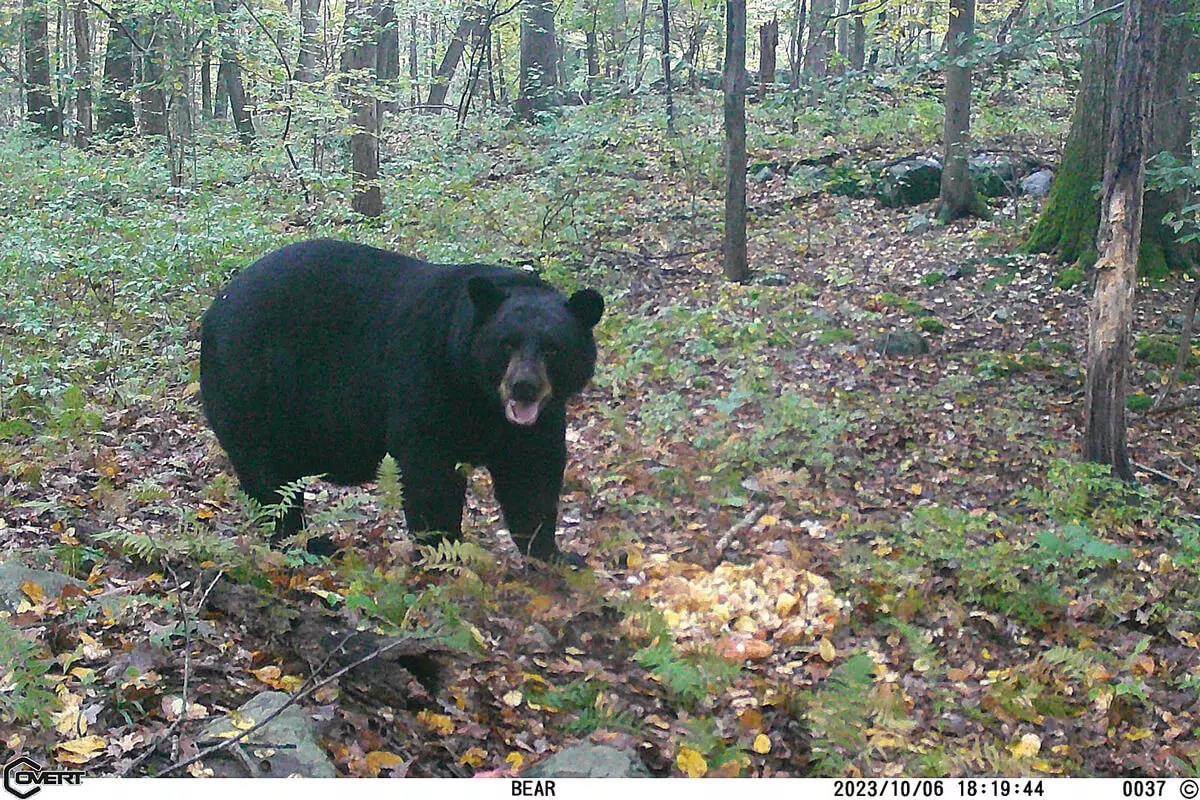New Jersey black bear on trail camera 2023