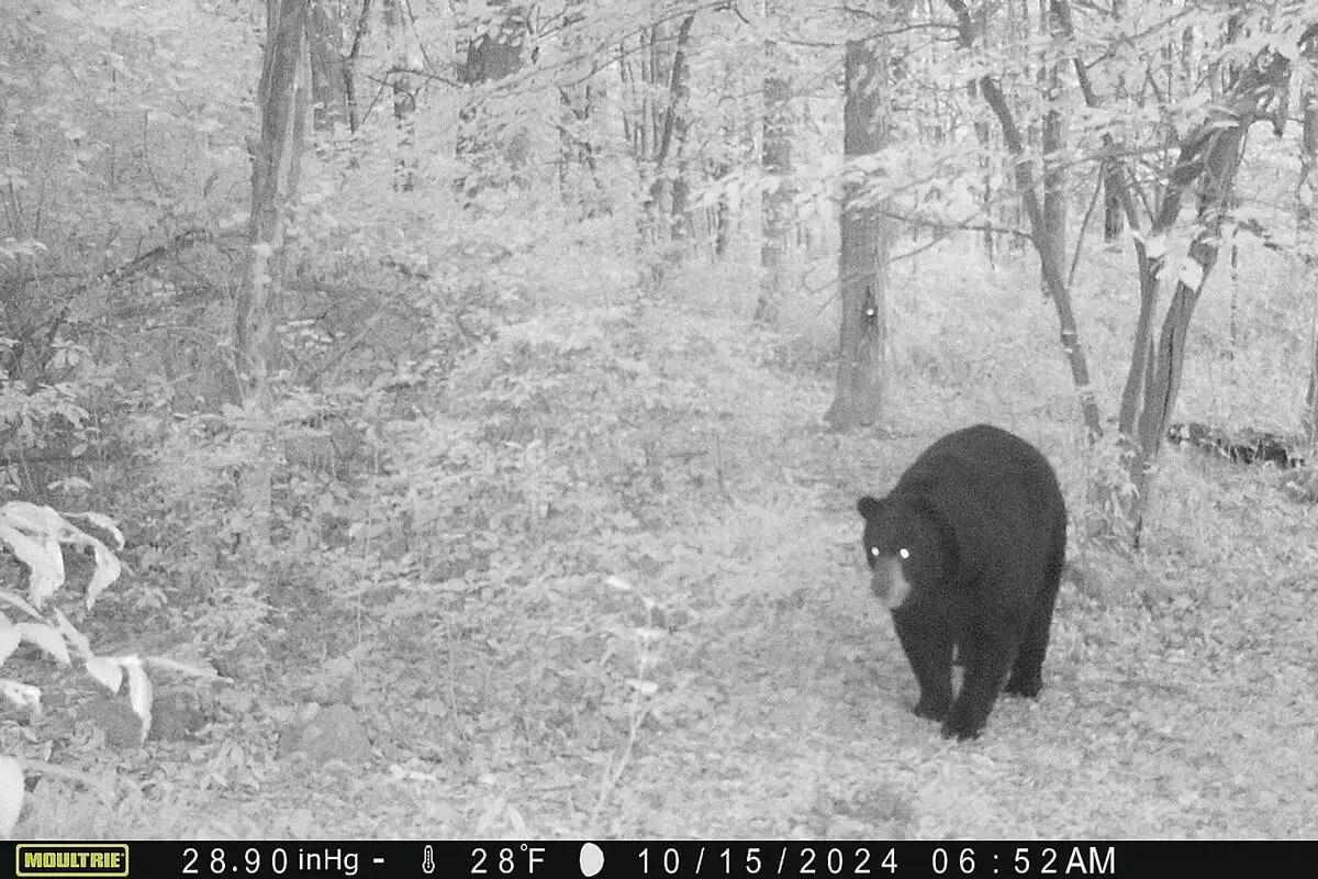 New Jersey black bear trail camera 2024