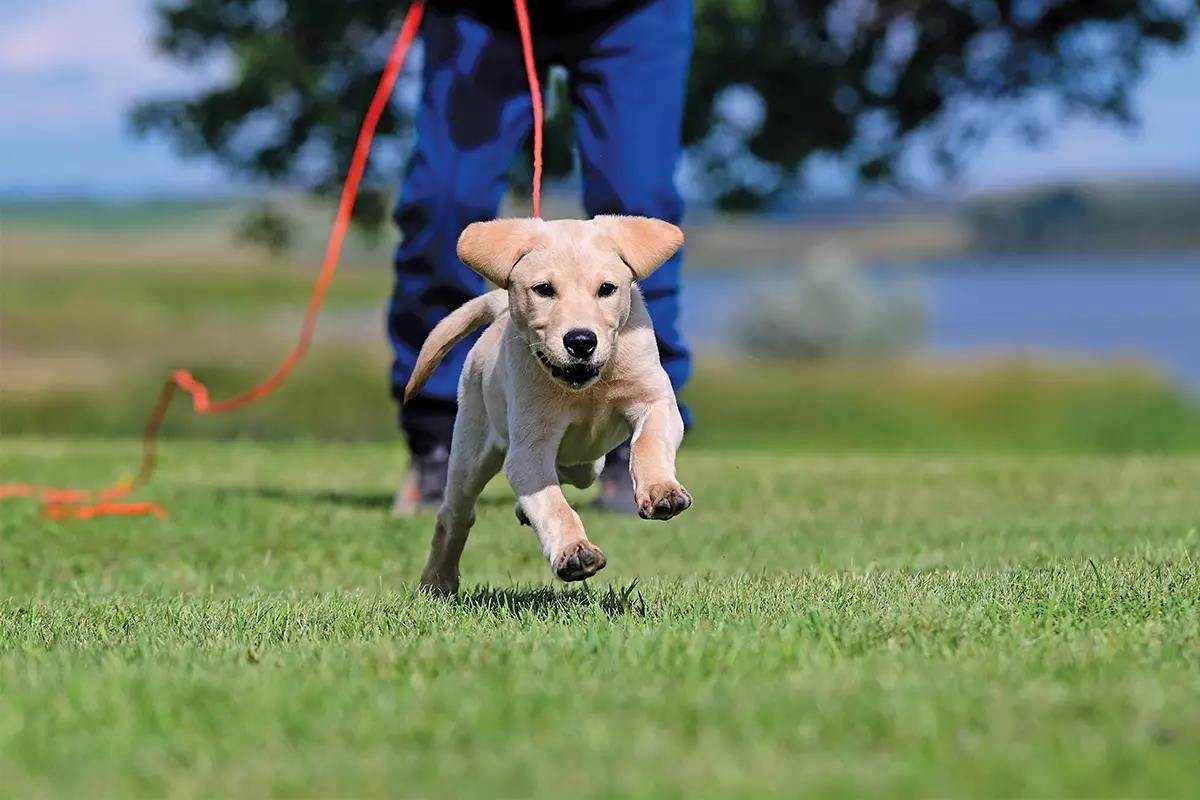 New Puppy Checklist: Start Training with Your New Puppy - Gun Dog