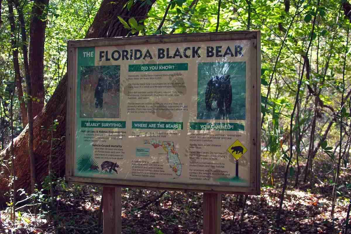Black Bear Hunting Season a Hot Topic in Florida—News Digest