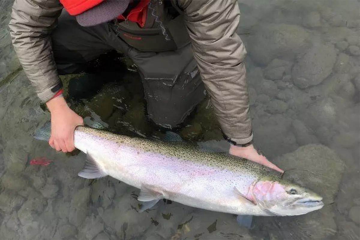 Steelhead Fishery to Open on Skagit and Sauk Rivers