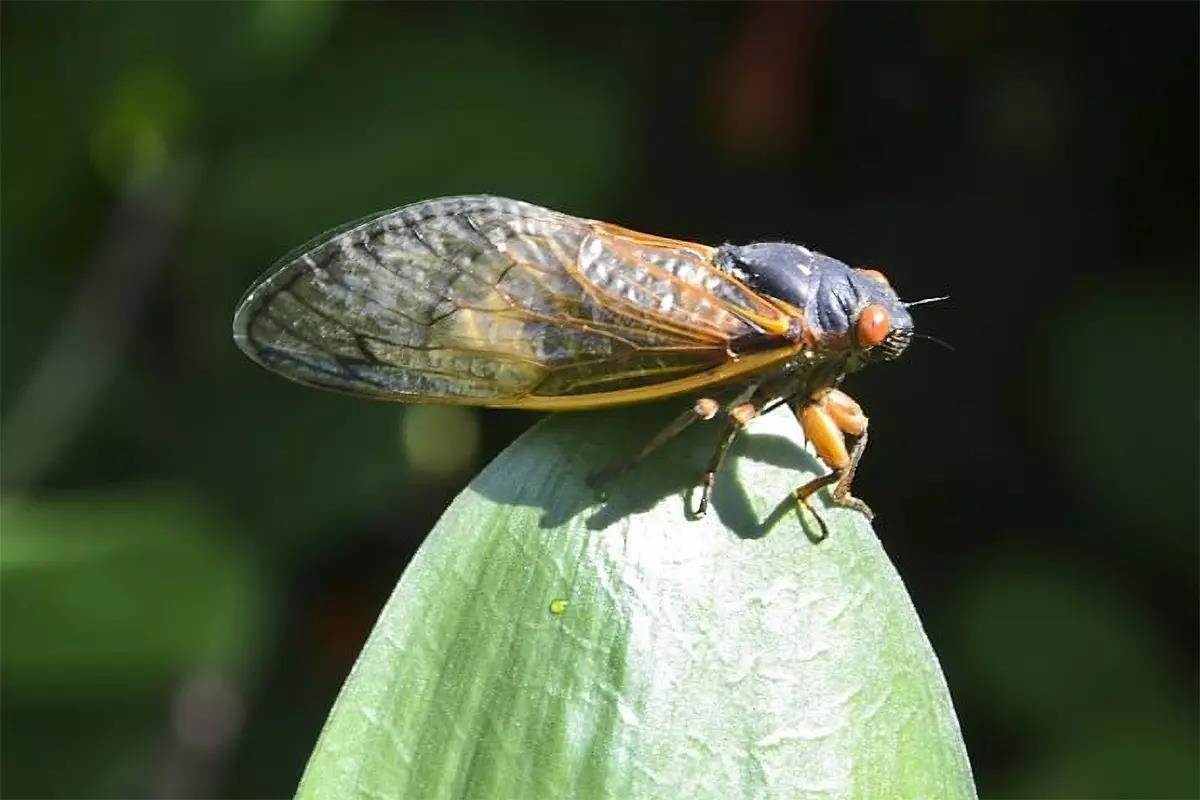 2024 Cicada Madness Underway