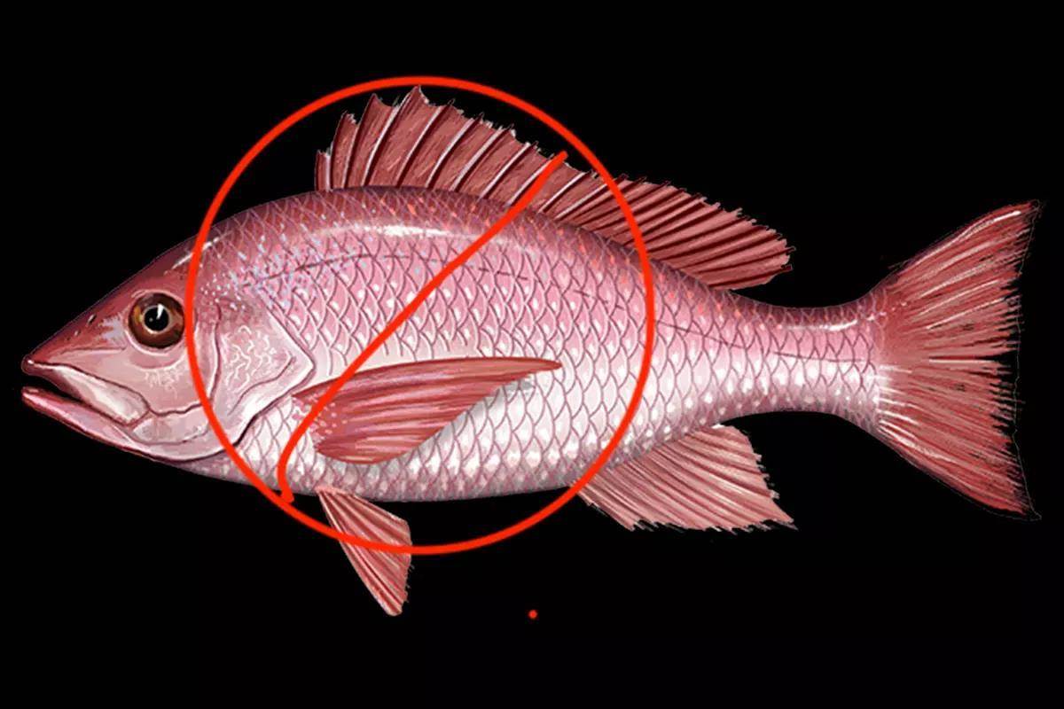 No Fishing! Atlantic Red Snapper Dates Were to Begin May 22, But Lawsuit Prevents Fishing - Florida Sportsman
