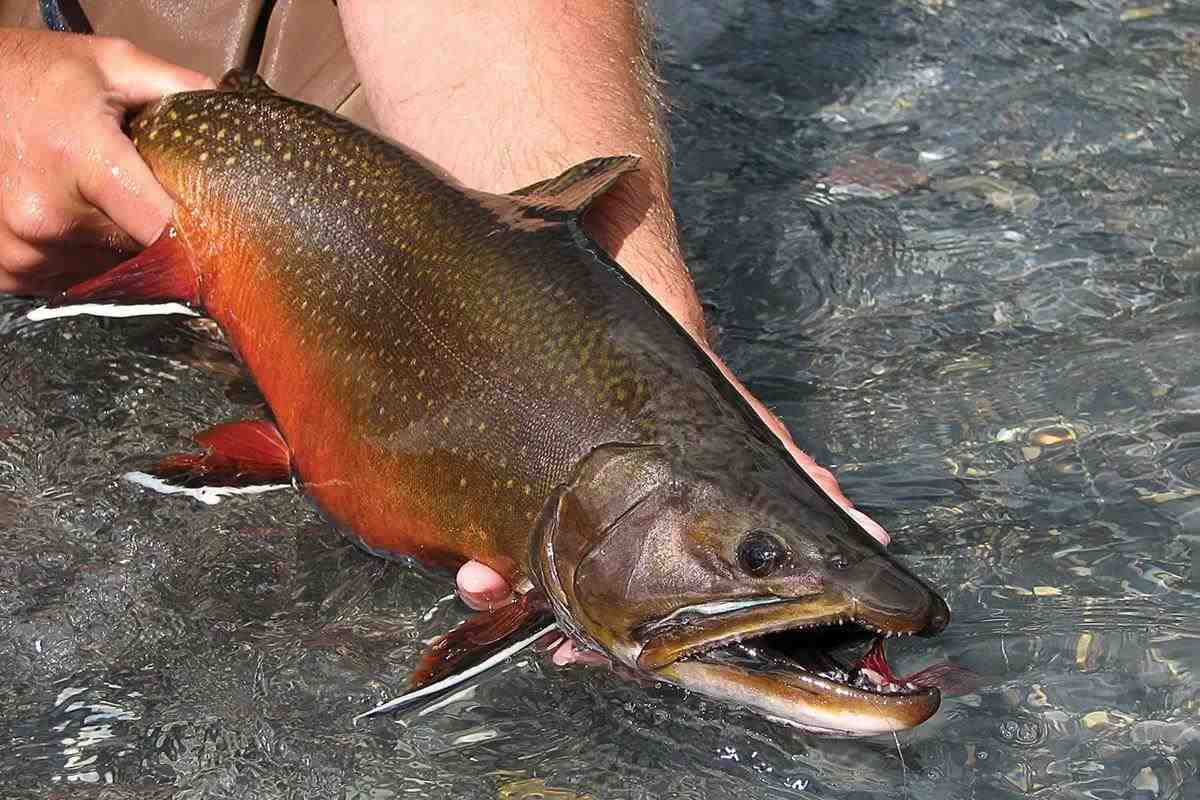 A large brook trout held in the water by two hands.