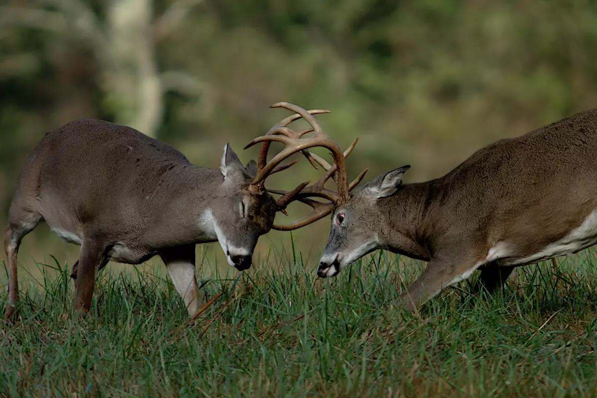 The Tale of 2 Octobers for Hunting Monster Bucks