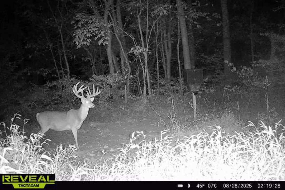 big whitetail buck from Ohio caught on trail cam